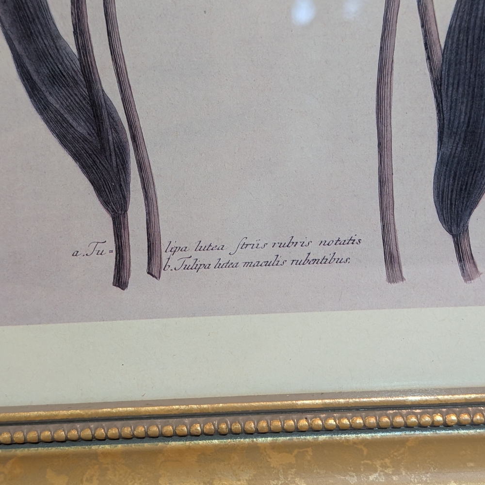 Vintage Framed Art Prints(Set)~Tulips~Johann Wilhelm Weinmann - Picture 9 of 11